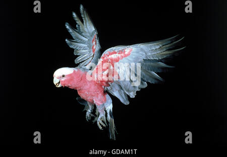 Galah, eolophus roseicapilla, adulti in volo su sfondo nero Foto Stock