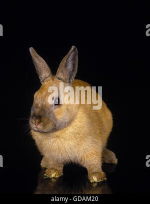 Coniglio nano su sfondo nero Foto Stock