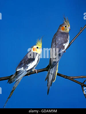 Cockatiel, Nymphicus hollandicus, adulti sul ramo contro il cielo blu Foto Stock