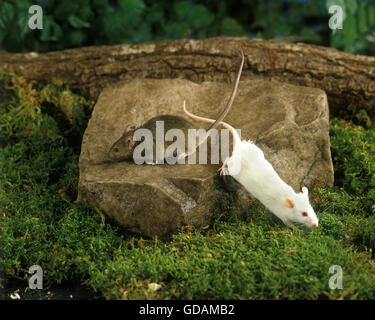 Casa e mouse Mouse bianco, mus musculus, Adulti su pietra Foto Stock