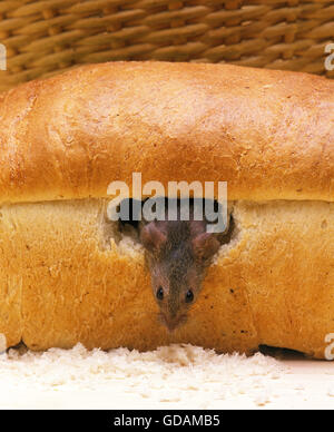 House Mouse mus musculus, Mangiare adulti allevati Foto Stock