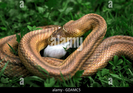 Four-Lined serpente Elaphe quatuorlineata, adulto mangiano Mouse bianco Foto Stock