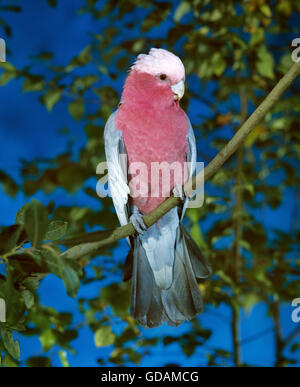 Galah, eolophus roseicapilla, sul ramo Foto Stock