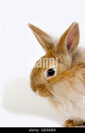 RED Dwarf Rabbit contro uno sfondo bianco Foto Stock