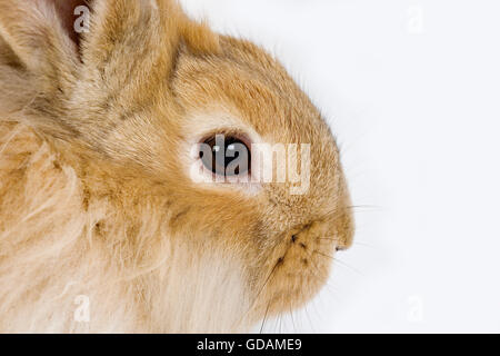 RED Dwarf Rabbit contro uno sfondo bianco Foto Stock