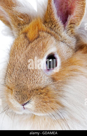 RED Dwarf Rabbit, close-up di testa Foto Stock