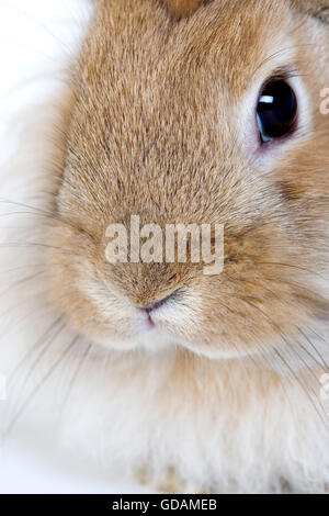Red Dwarf Rabbit, Close up del naso 306302 Gerard LACZ Foto Stock