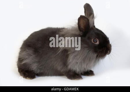 BLACK Dwarf Rabbit contro uno sfondo bianco Foto Stock