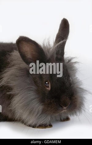 BLACK Dwarf Rabbit contro uno sfondo bianco Foto Stock