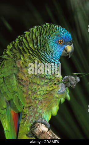 Saint Lucia Parrot, amazona versicolor, Adulti mangiare erba Foto Stock