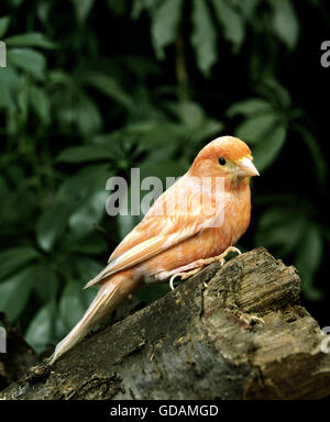 Rosso, Canarie Serinus canaria domestica, adulti sul moncone Foto Stock