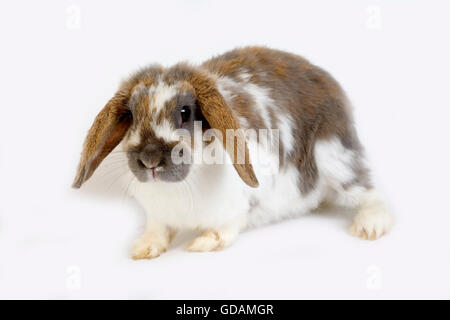Tricolore LOP-eared coniglio adulto contro uno sfondo bianco Foto Stock