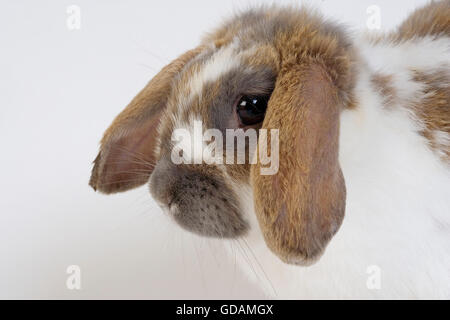 Lop-Eared coniglio domestico contro uno sfondo bianco Foto Stock