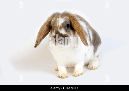 Tricolore LOP-eared coniglio adulto contro uno sfondo bianco Foto Stock