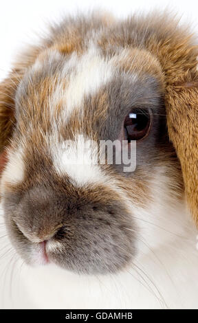 Coniglio Lop-Eared, Close up della testa Foto Stock