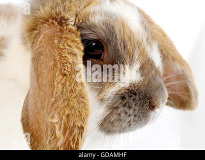 Lop-Eared coniglio domestico contro uno sfondo bianco Foto Stock