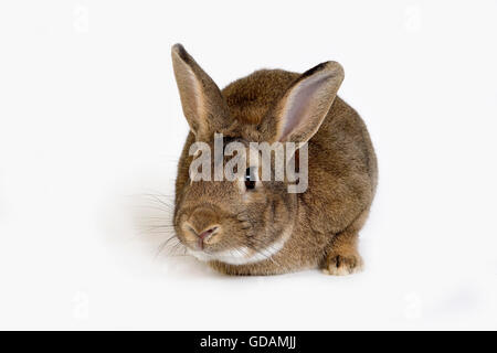 La Normandia il coniglio domestico, adulto contro uno sfondo bianco Foto Stock