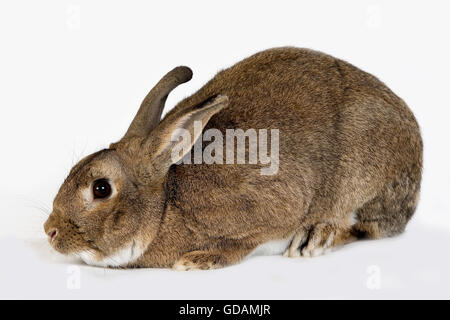 La Normandia il coniglio domestico, adulto contro uno sfondo bianco Foto Stock