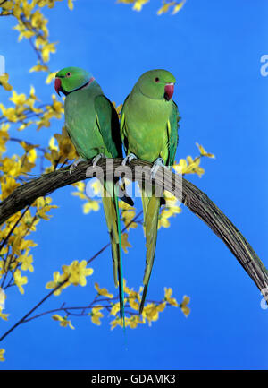 Rose-Ringed parrocchetto, Psittacula krameri, coppia sul ramo, contro il cielo blu Foto Stock