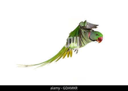 Parrocchetto alessandrino, psittacula eupatria, adulti in volo contro uno sfondo bianco Foto Stock