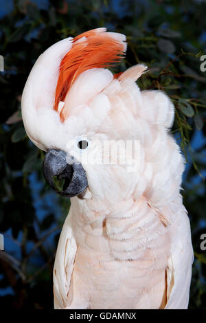 Salmon-Crested Cacatua o Cacatua delle Molucche, cacatua moluccensis, Adulti Foto Stock