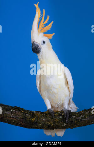 CITRON-CRESTED CACATUA Cacatua sulphurea citrinocristata, adulti sul ramo Foto Stock