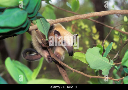 ANTEATER Southern Tamandua tetradactyla, adulti nella struttura ad albero Foto Stock