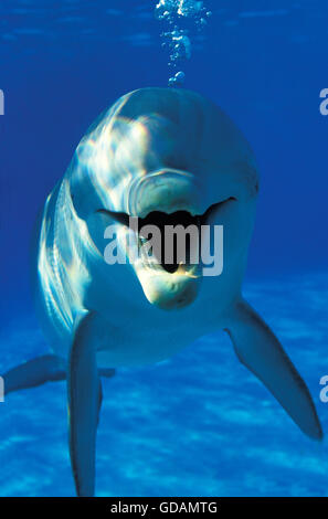 Tursiope tursiops truncatus, adulti con faccia buffa Foto Stock