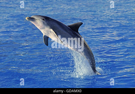 Il tursiope o delfino maggiore, tursiops truncatus, saltando per adulti Foto Stock