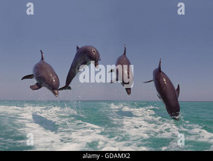 I Delfini, tursiops truncatus, saltando Honduras Foto Stock