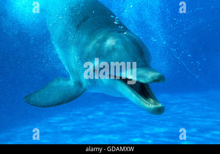 Il tursiope o delfino maggiore, tursiops truncatus, chiamando per adulti Foto Stock