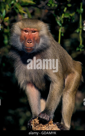 HAMADRYAS BABOON papio hamadryas, adulti Foto Stock