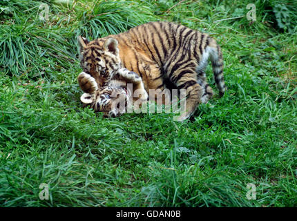 Tigre Siberiana, panthera tigris altaica, Cub giocando sull'erba Foto Stock