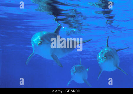 Il tursiope o delfino maggiore, tursiops truncatus, gruppo, vista subacquea Foto Stock