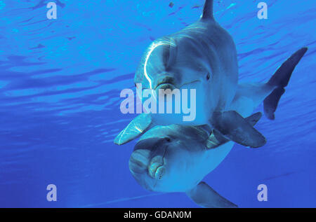 Il tursiope o delfino maggiore, tursiops truncatus Foto Stock