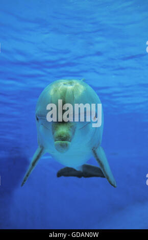 Il tursiope o delfino maggiore, tursiops truncatus, Adulti vista subacquea Foto Stock