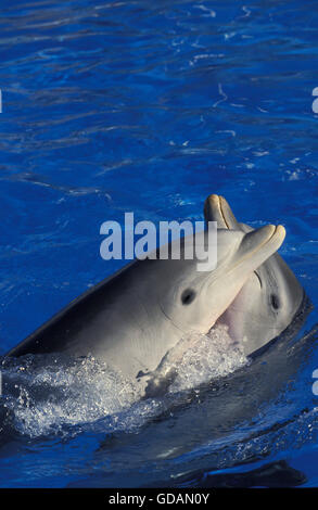 Il tursiope o delfino maggiore, tursiops truncatus, testa di adulti in corrispondenza della superficie Foto Stock