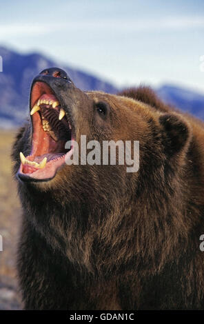 KODIAK BEAR Ursus arctos middendorffi, adulti minacciosa con la bocca aperta, ALASKA Foto Stock