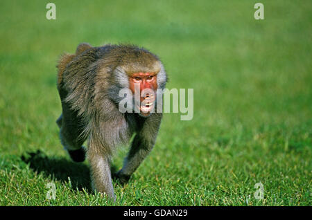 Hamadryas babbuino, papio hamadryas, Femmina camminare sull'erba Foto Stock