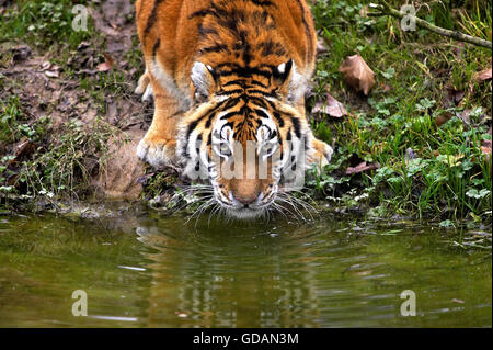 Tigre Siberiana, panthera tigris altaica Foto Stock