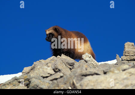 NORTH AMERICAN WOLVERINE gulo gulo luscus, adulti su roccia, CANADA Foto Stock
