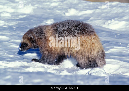NORTH AMERICAN WOLVERINE gulo gulo luscus, adulto nella neve, CANADA Foto Stock