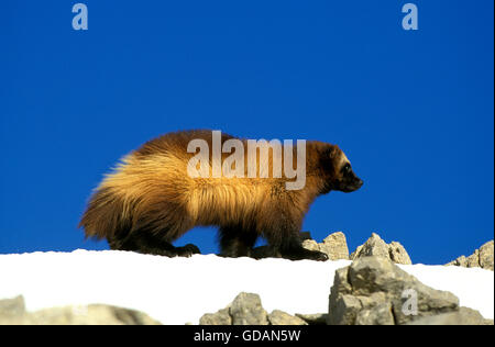 NORTH AMERICAN WOLVERINE gulo gulo luscus, adulti sulla neve, CANADA Foto Stock