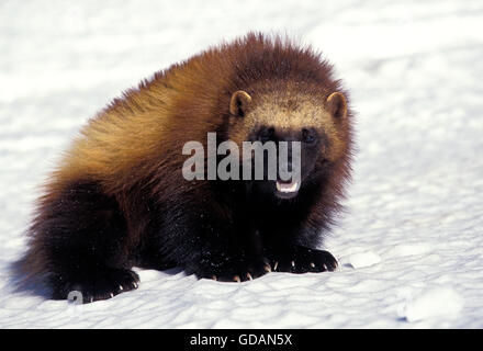 NORTH AMERICAN WOLVERINE gulo gulo luscus, adulti sulla neve, CANADA Foto Stock