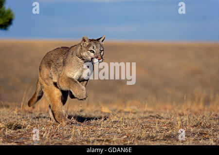 Cougar, Puma concolor, adulti in esecuzione, Montana Foto Stock