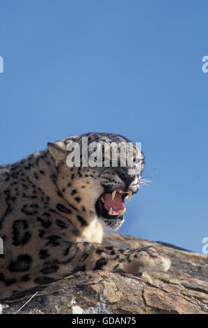 Snow Leopard o oncia, uncia uncia, Ritratto di adulto ululano Foto Stock