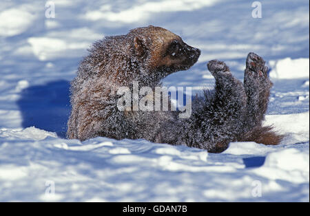 NORTH AMERICAN WOLVERINE gulo gulo luscus, laminazione per adulti nella neve, CANADA Foto Stock
