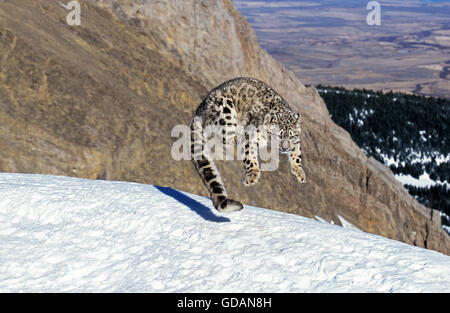 Snow Leopard o oncia, uncia uncia, adulto che saltava sulla neve Foto Stock