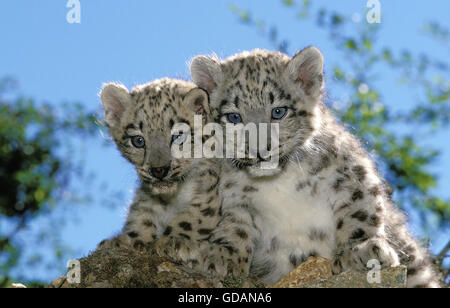 Snow Leopard o oncia, uncia uncia, Cub Foto Stock