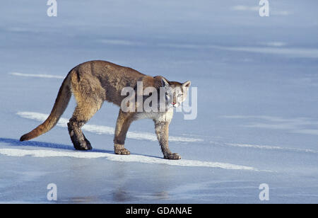 COUGAR Puma concolor, ADULTO A PIEDI SU FROST-coperte suolo, MONTANA Foto Stock